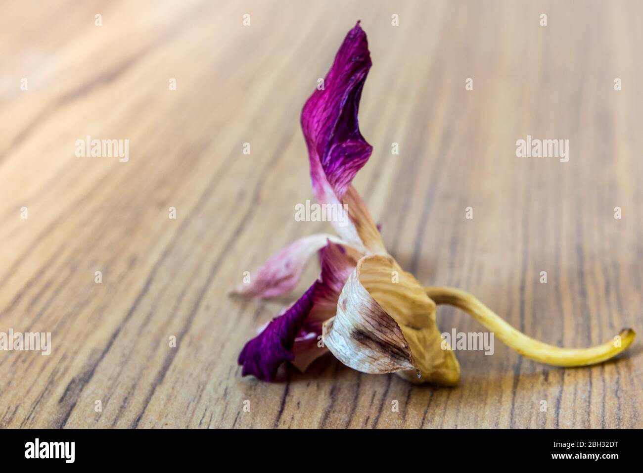 La flor de orquídeas marchitadas cae ampliamente en el suelo de madera  Fotografía de stock - Alamy