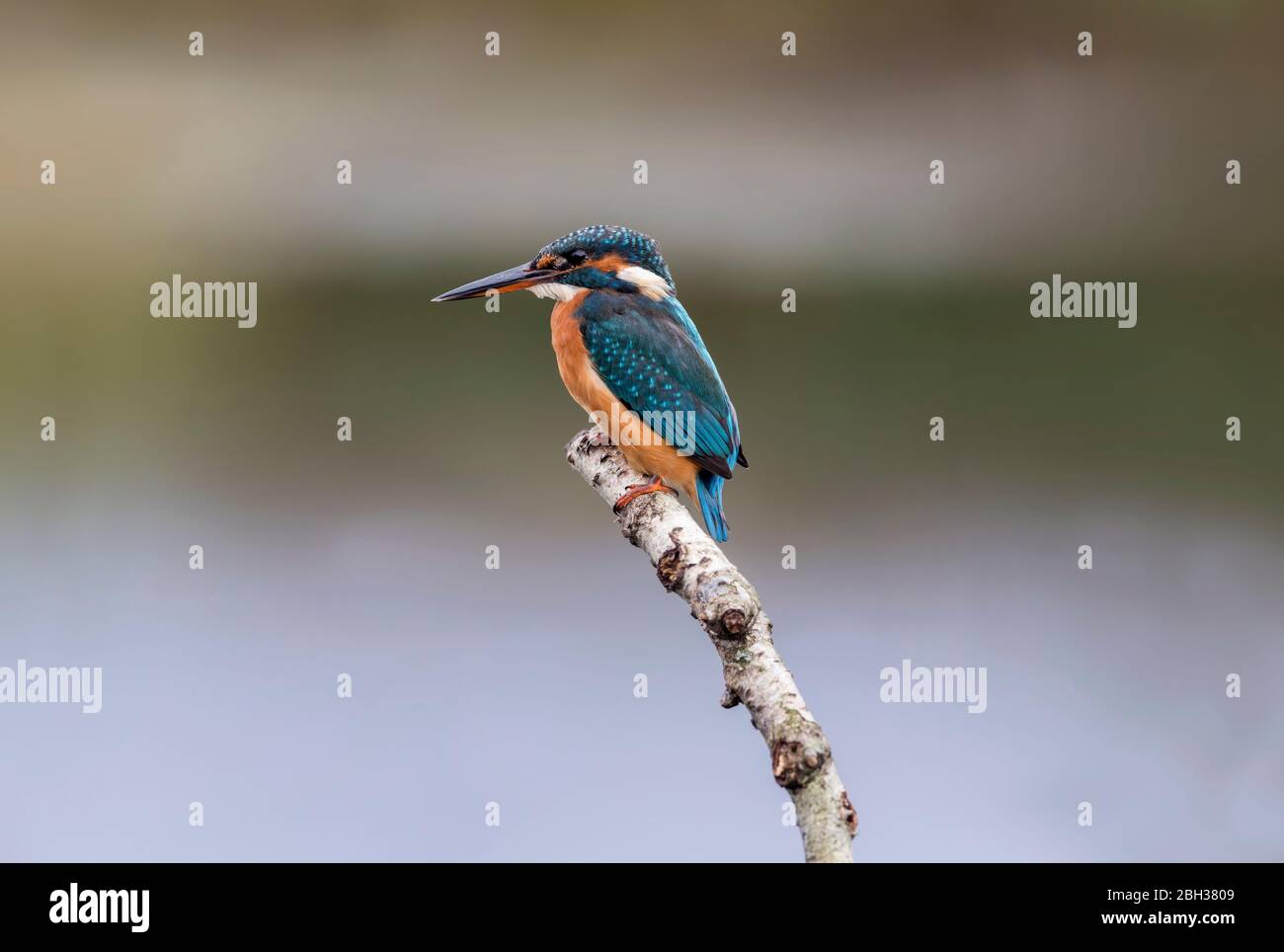 Kingfisher; Alcedo atthis; Reino Unido Foto de stock