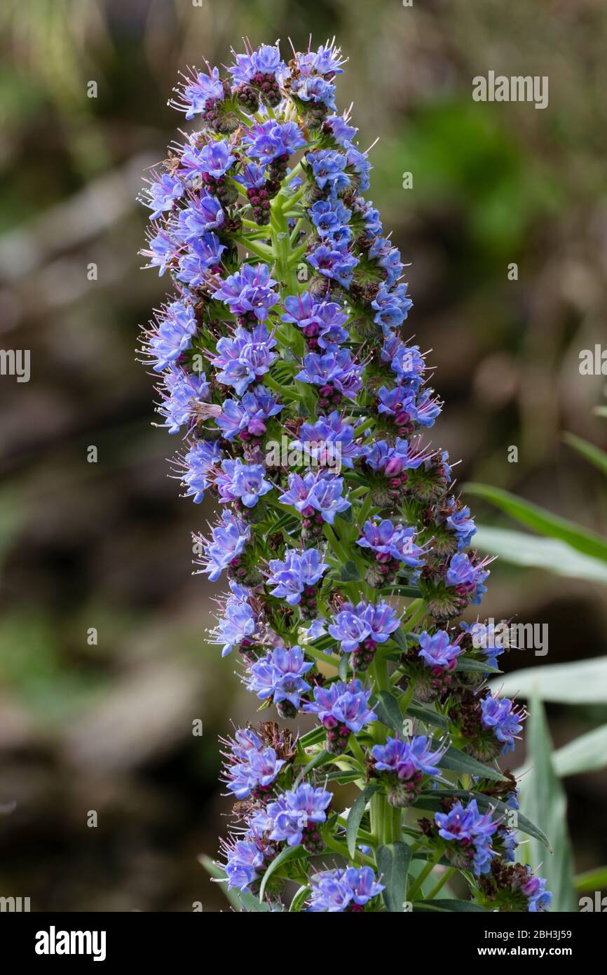 Espiga de flores de la flor azul, mitad dura orgullo de Madeira, canícanos Echium Foto de stock