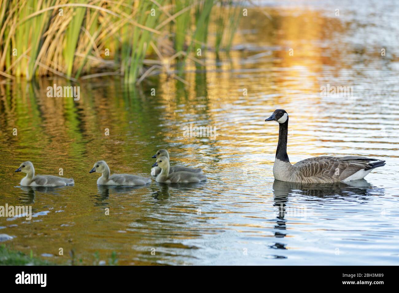 Canadá Ganso y Goslings Natación en un lago Foto de stock