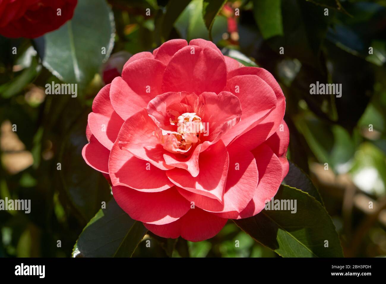 Primer plano de una flor roja de camelia que florece en primavera Foto de stock