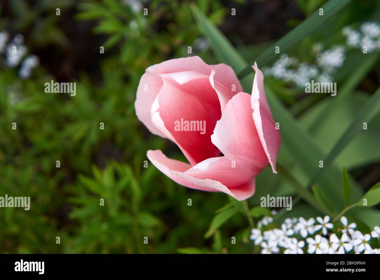 Primer plano de los pétalos de una flor de tulipanes rosados que florece en primavera, Vancouver, British Columbia, Canadá Foto de stock