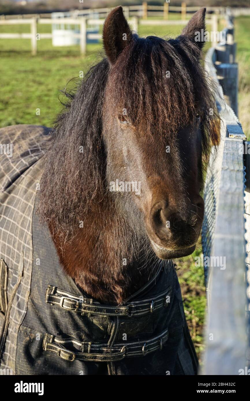 Joven foal oscuro en un pasto Foto de stock