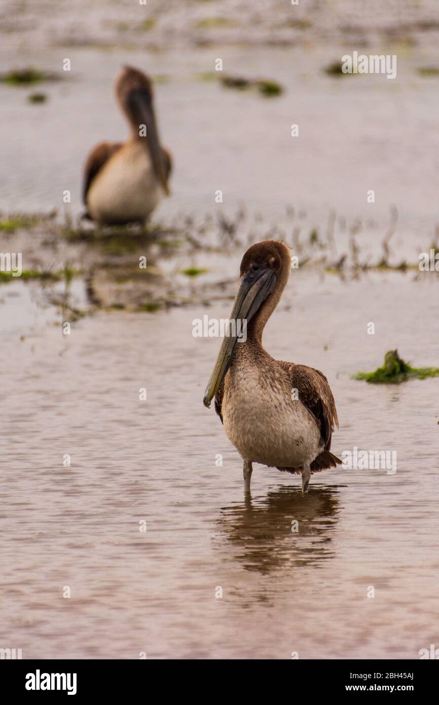 Pelican marrón Foto de stock