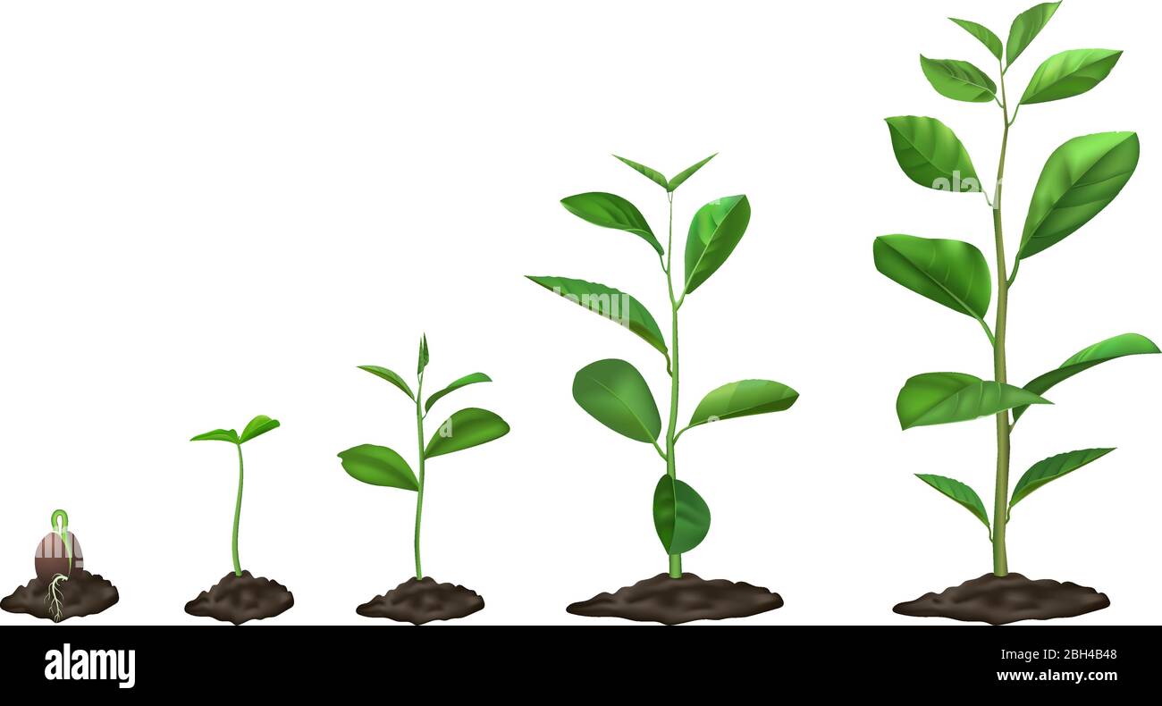 Etapas En La Vida Imágenes vectoriales de stock Alamy