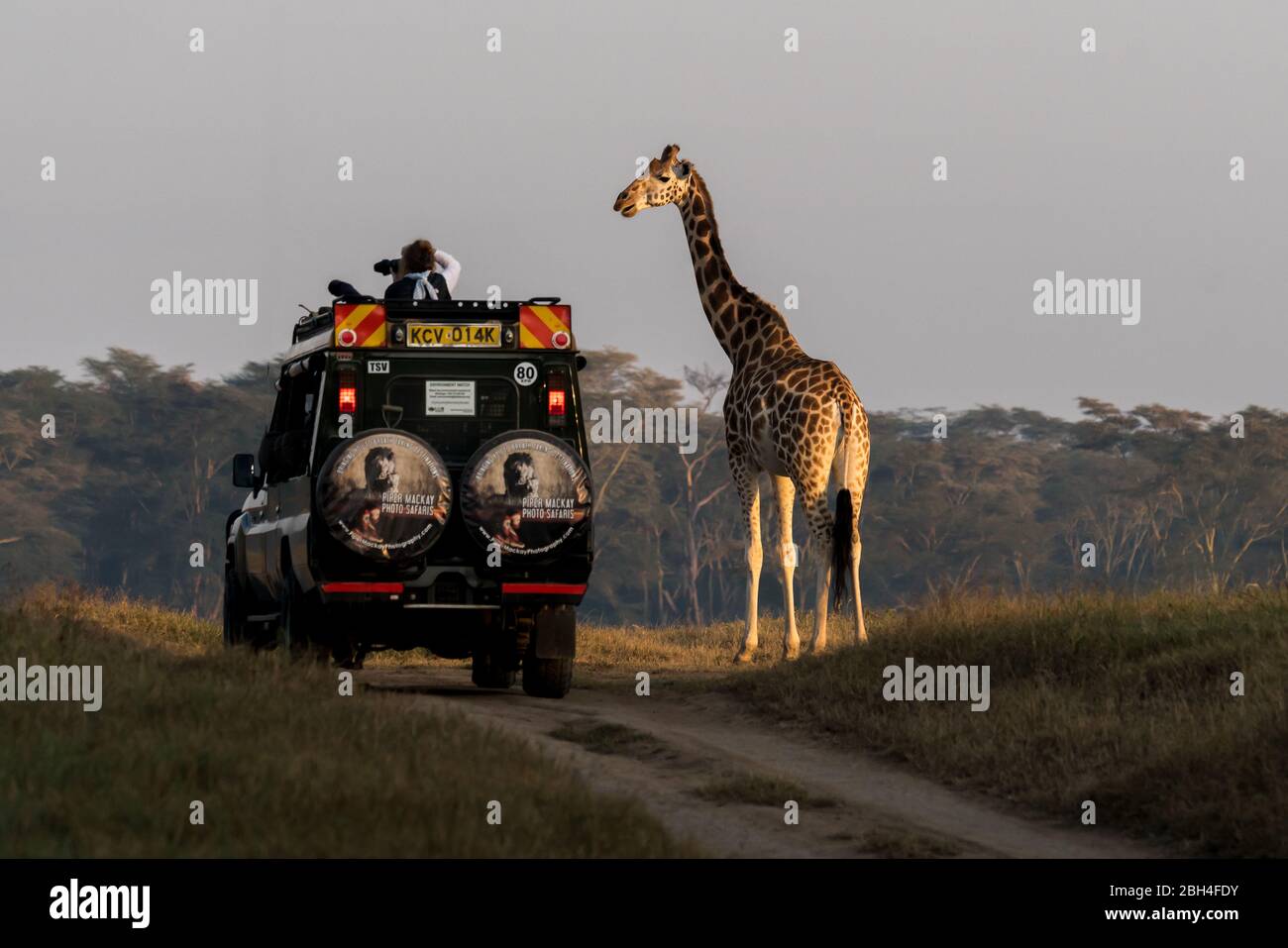 # ¡respuesta! Una jirafa se acerca al jeep del safari mientras el fotógrafo, inconsciente, dispara en la dirección opuesta Foto de stock