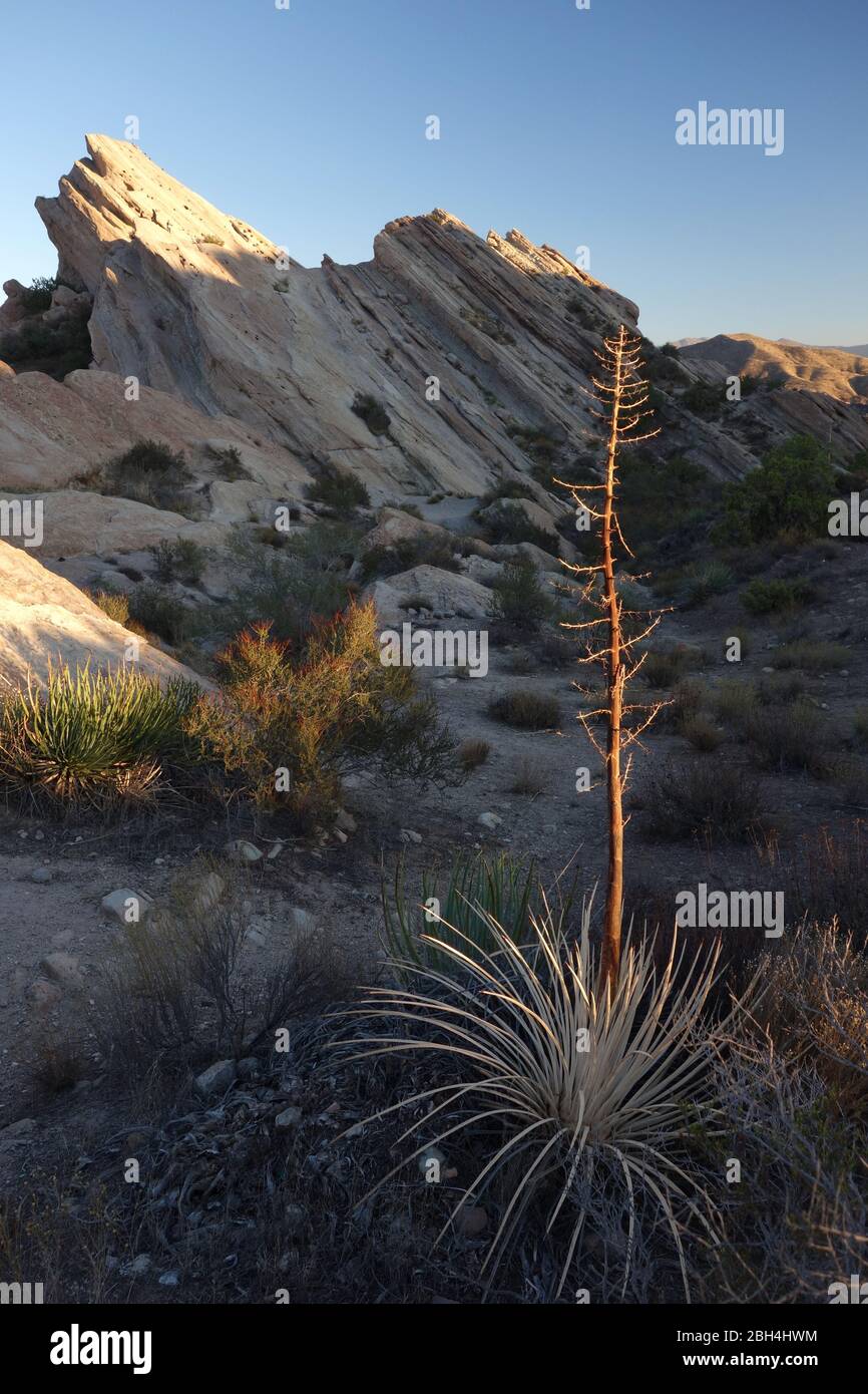 El arbusto de Yucca en el área natural de Vasquez Rocks al norte de los Ángeles en agua Dulce, California, apareció en muchas películas y programas de televisión como un lugar de tiro Foto de stock