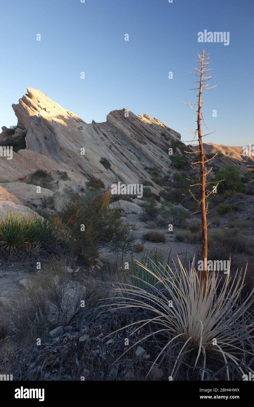 El arbusto de Yucca en el área natural de Vasquez Rocks al norte de los Ángeles en agua Dulce, California, apareció en muchas películas y programas de televisión como un lugar de tiro Foto de stock