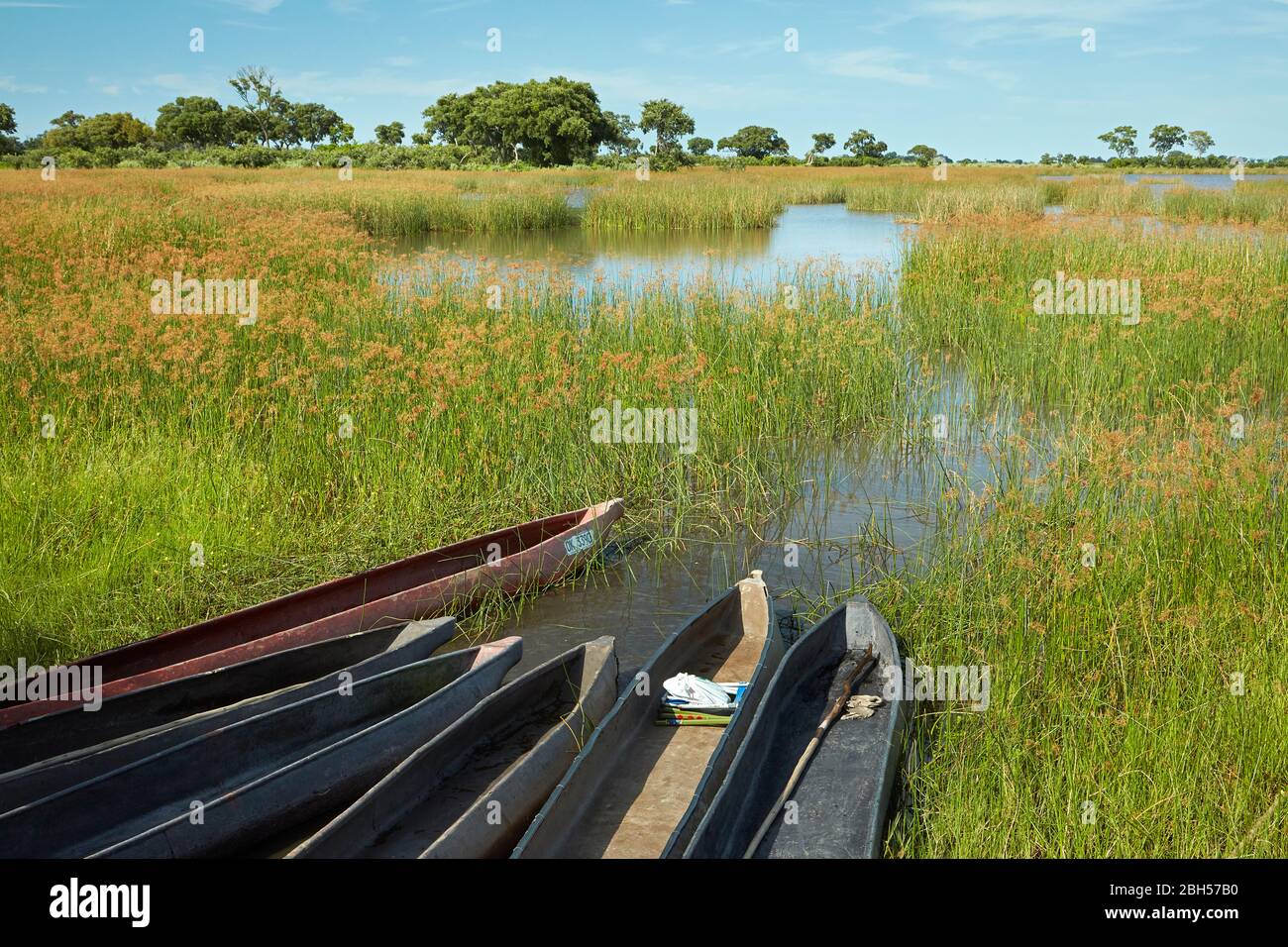 Mokoros (canoas), Delta de Okavango, Botswana, África Foto de stock