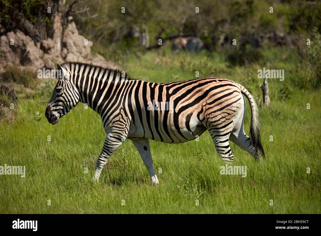 Zebra, Reserva de Caza Moremi, Botswana, África Foto de stock