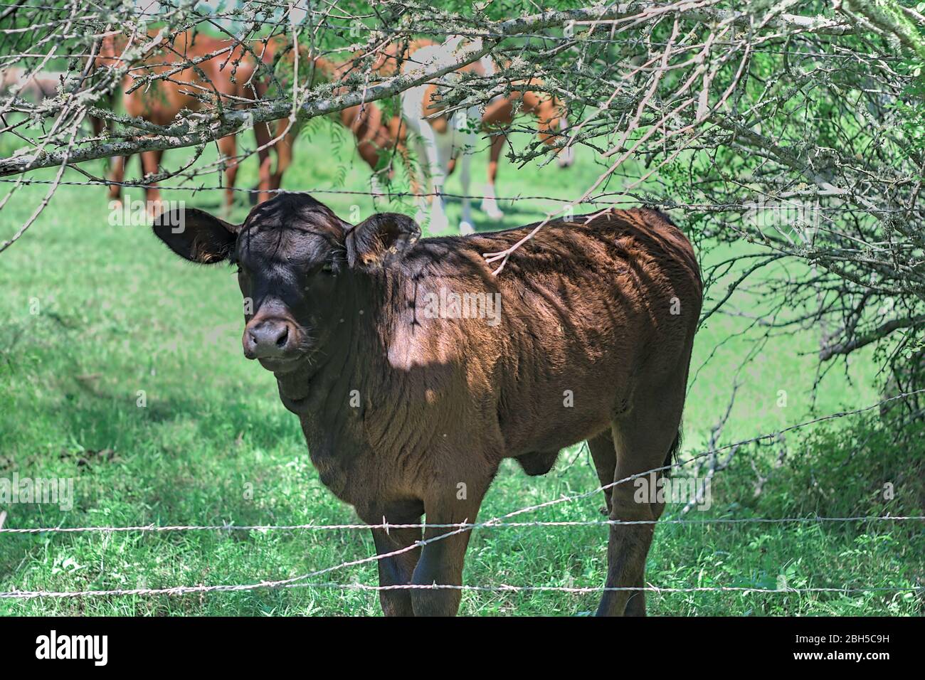 Vaca de pie en pasto con caballos en el fondo mirando a través de la valla de alambre de púas. Cierre del suministro de carne en EE.UU. Debido a la pandemia del virus de la corona covid 19. Foto de stock