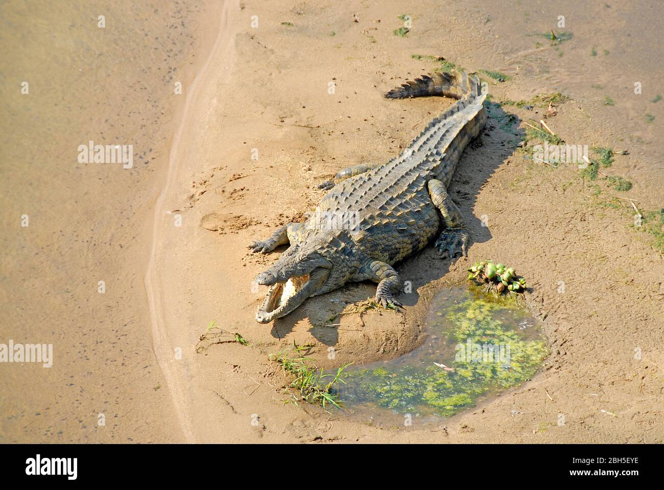 Cocodrilo del Nilo (Crocodylus niloticus), en un río, Kenia, África Foto de stock