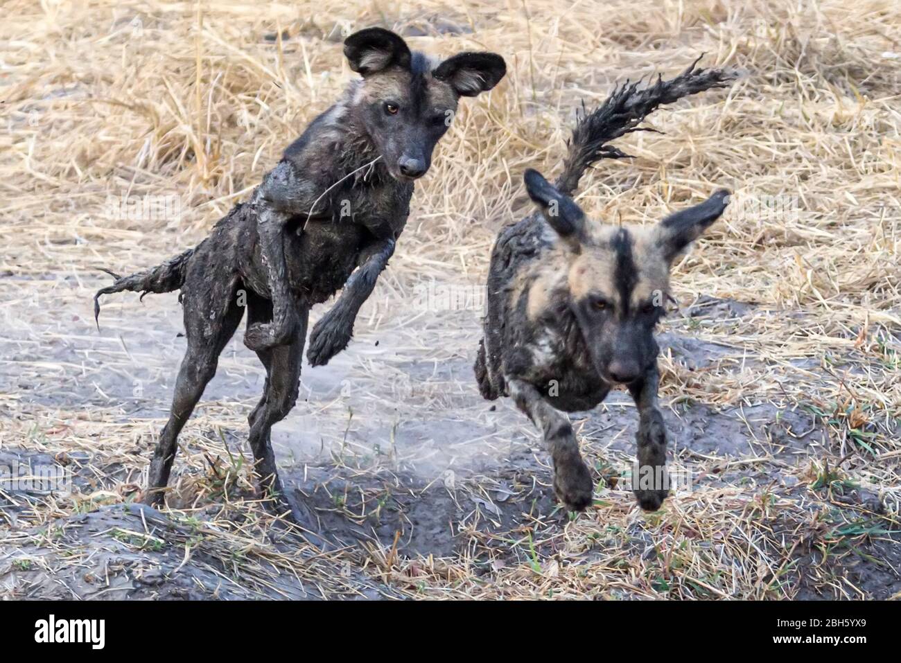 Cubiertos de barro pintado perros salvajes de África aka, por Nanzhila waterhole, llanuras, Parque Nacional de Kafue, Zambia, África Foto de stock