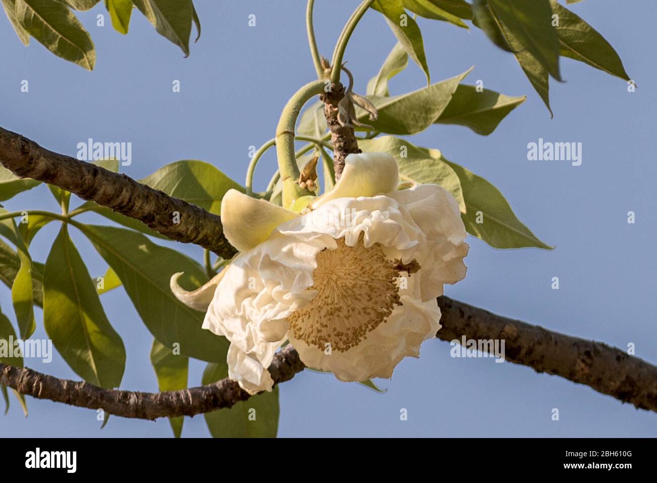 Baobab flower fotografías e imágenes de alta resolución - Alamy