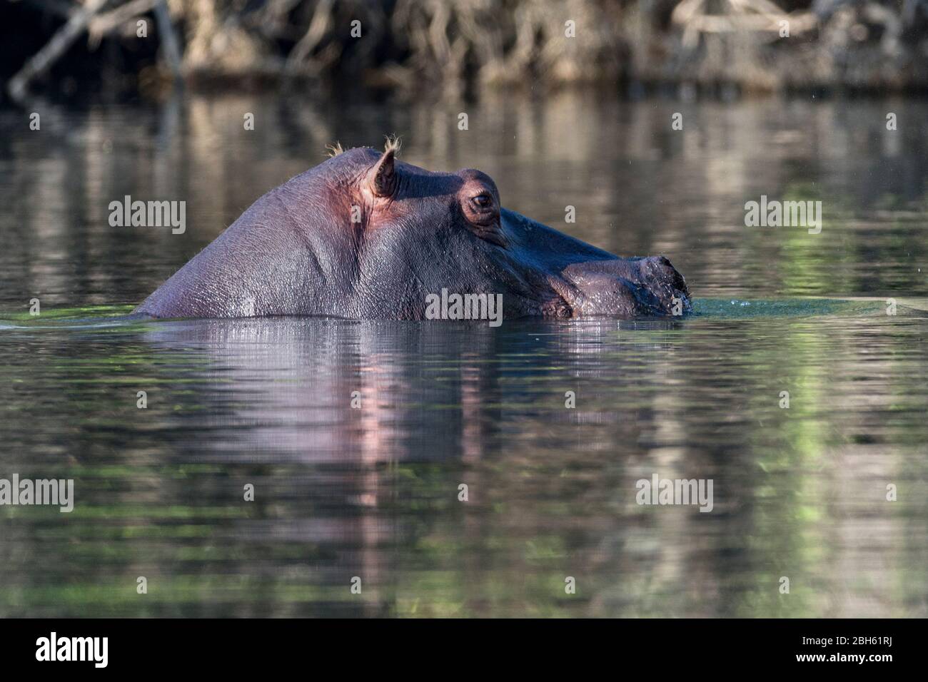 Hipopótamo, Río Kafue, Parque Nacional Kafue, Zambia, África Foto de stock