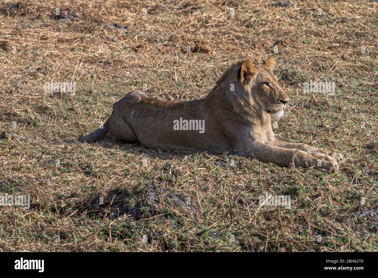 Hermanos leones jóvenes, atardecer, río Kafue, Parque Nacional Kafue, Zambia, África Foto de stock