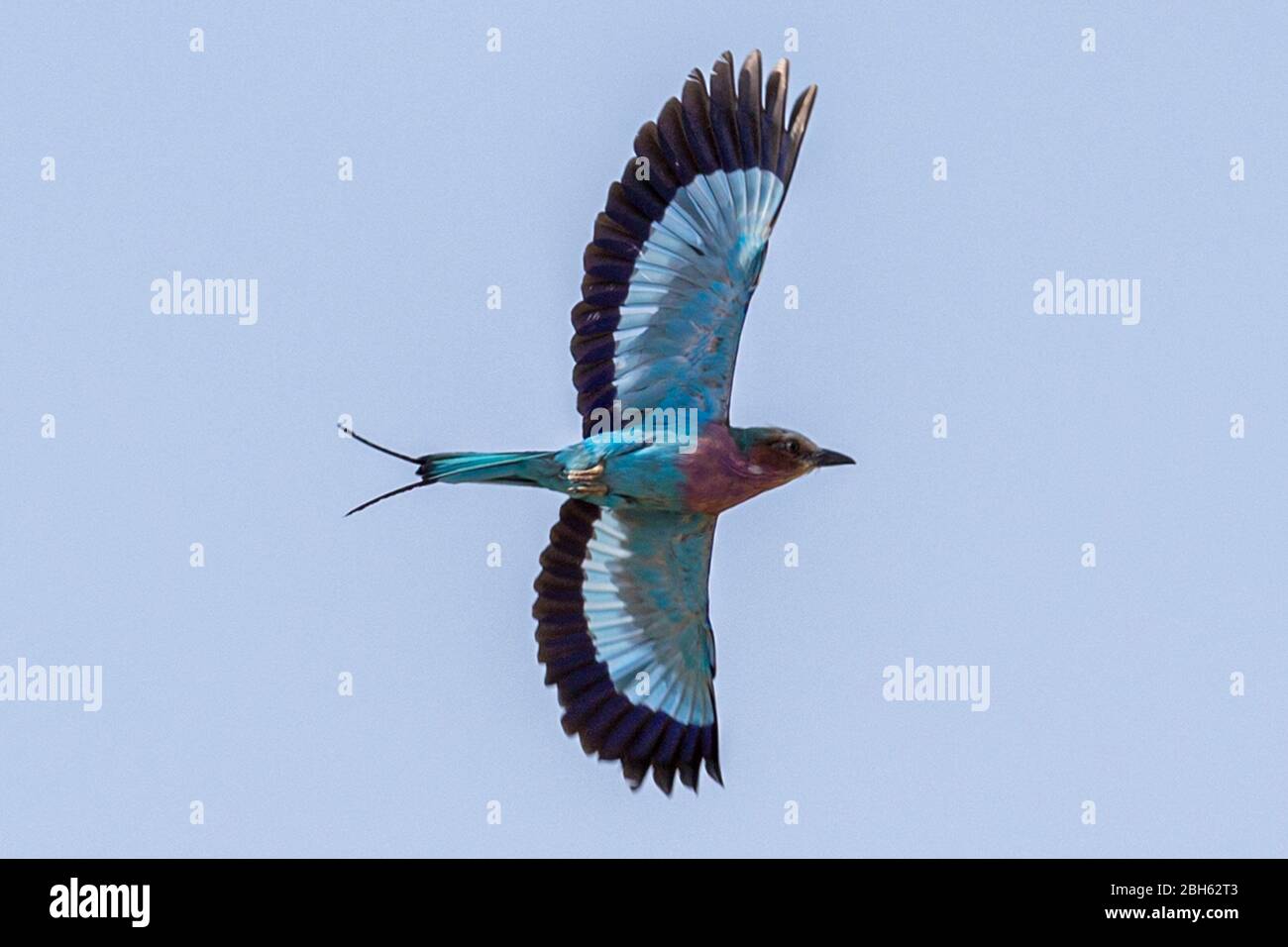 Rodillo lacado, Coracias caudatus, en vuelo, Río Kafue, Parque Nacional Kafue, Zambia, África Foto de stock