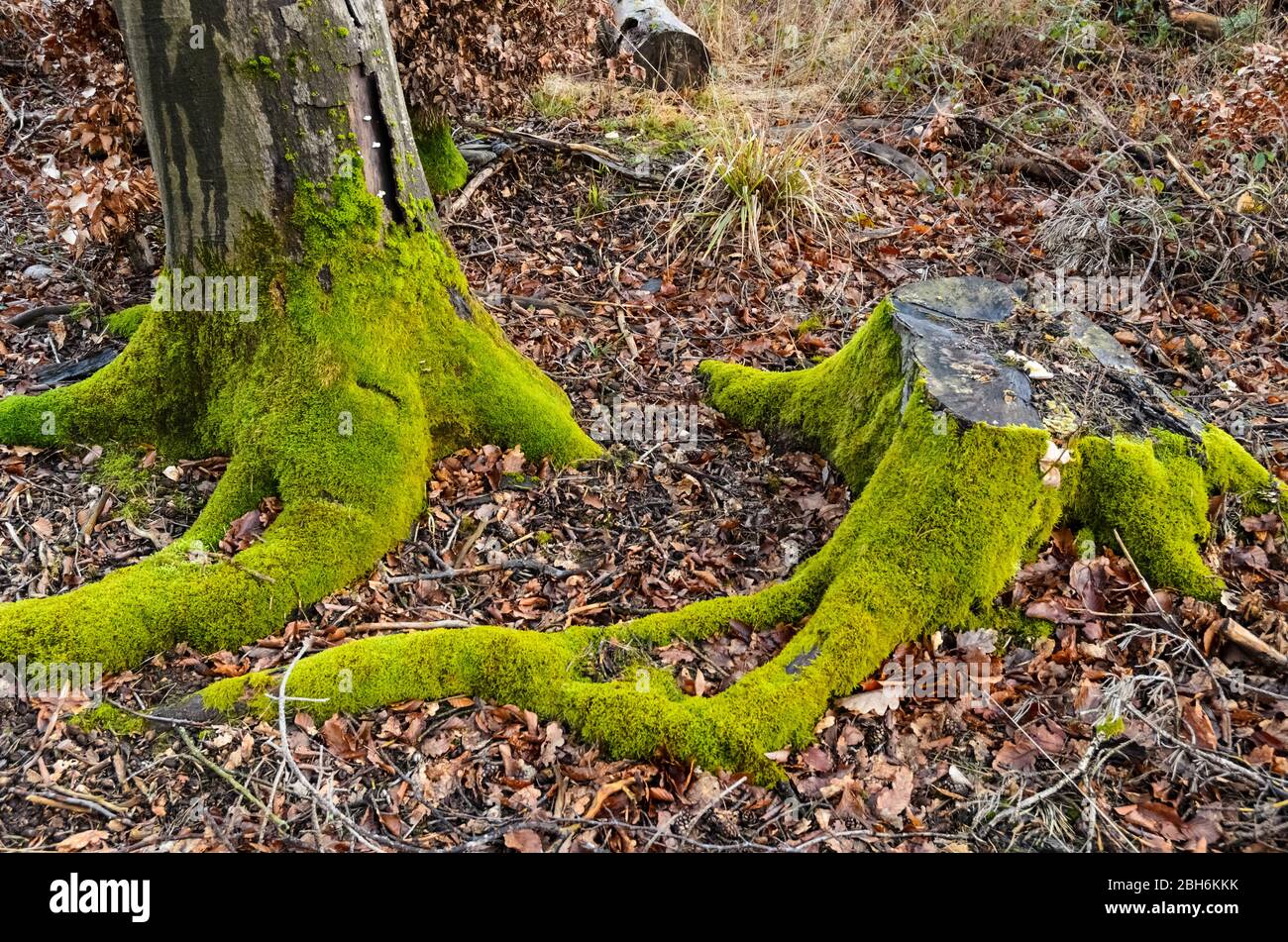 Plantas Moss, Bryophyta, en un tronco de árbol en el bosque en Renania-Palatinado, Alemania, Europa Occidental Foto de stock