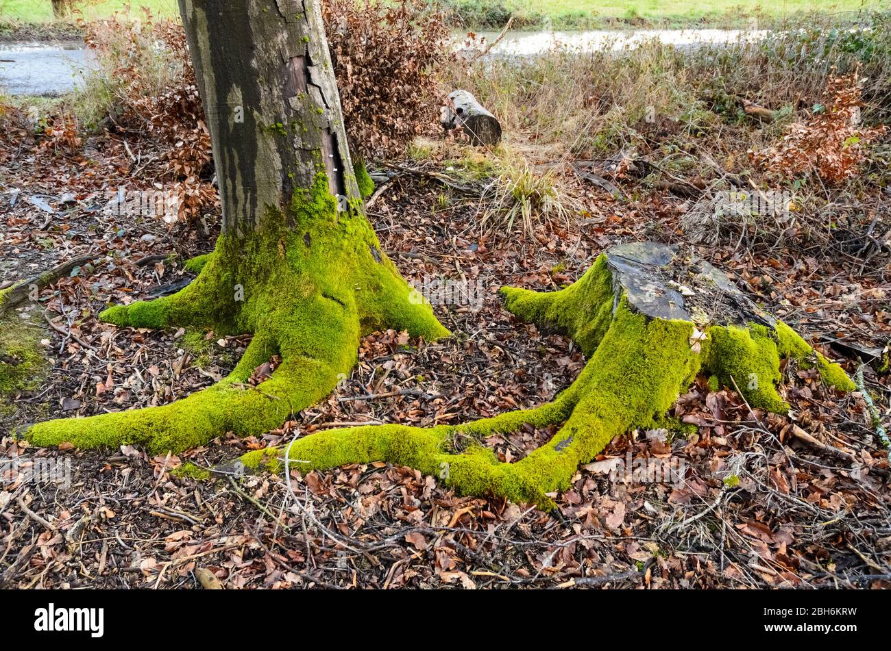 Plantas Moss, Bryophyta, en un tronco de árbol en el bosque en Renania-Palatinado, Alemania, Europa Occidental Foto de stock