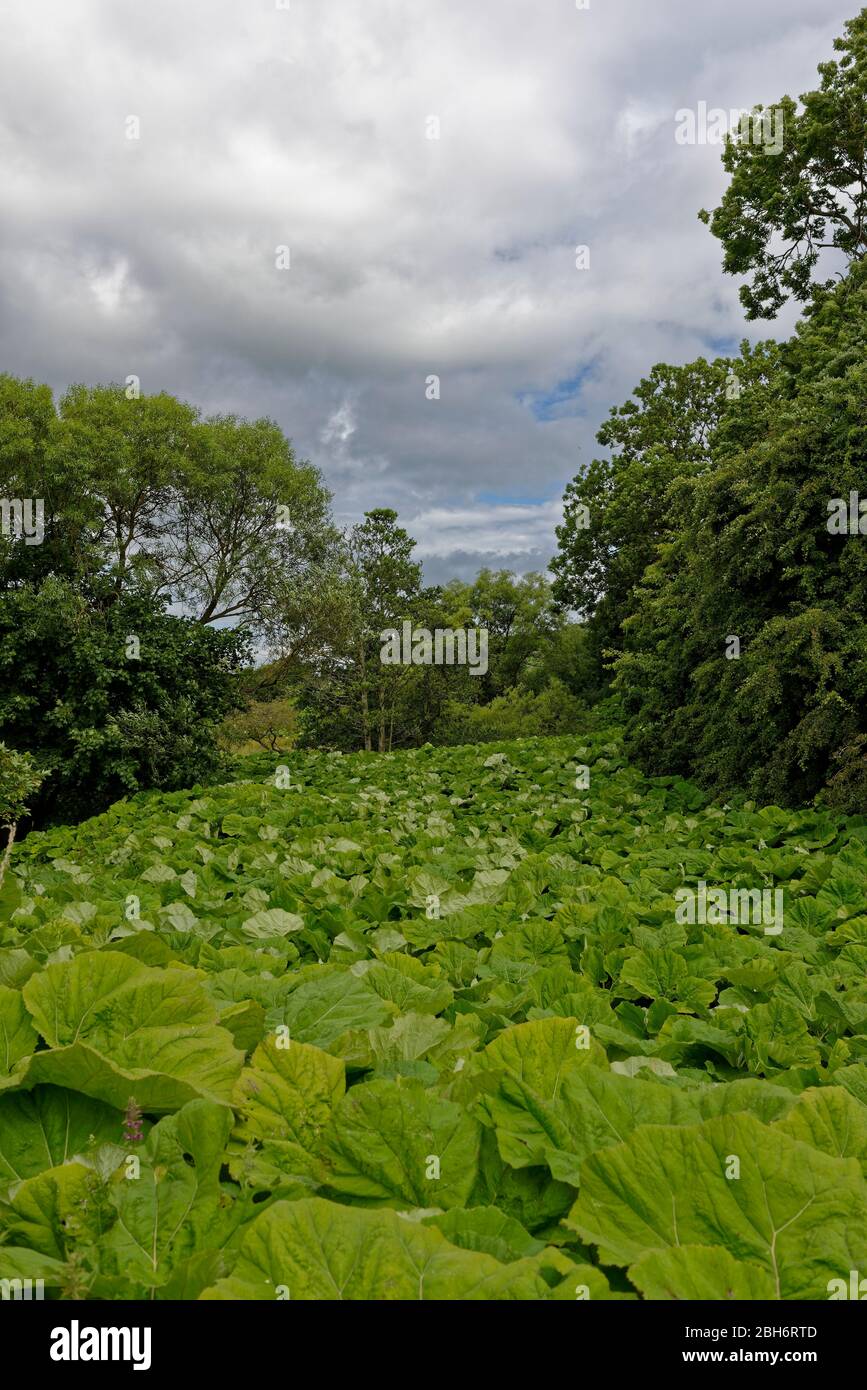 Una densa alfombra de Ruibarbo Gigante o Tinctoria Gunnera que cubre el río y sus orillas en un pequeño valle cerca de la aldea de Panbride. Foto de stock