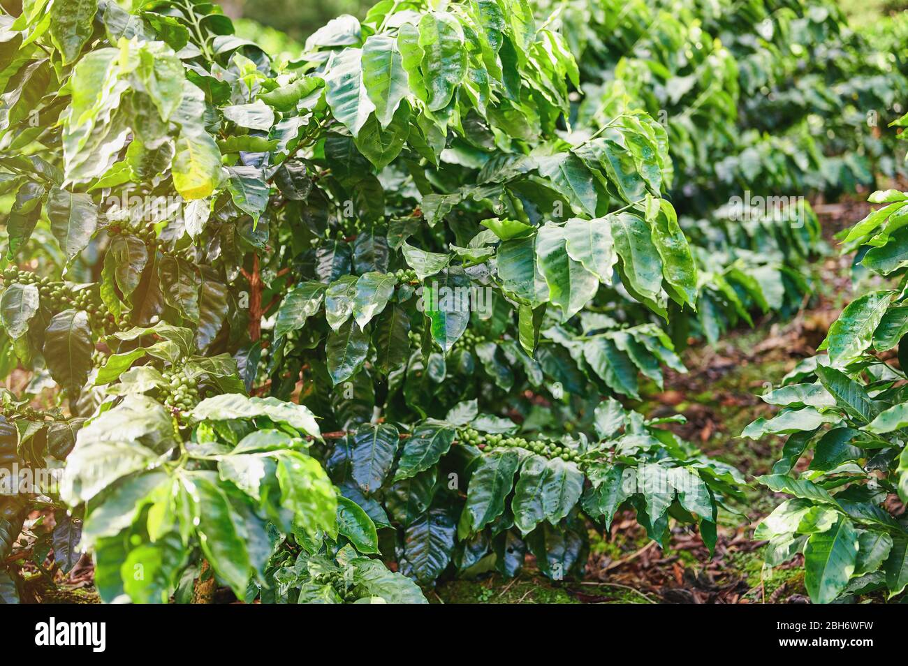 Planta de cafe natural fotografías e imágenes de alta resolución Alamy