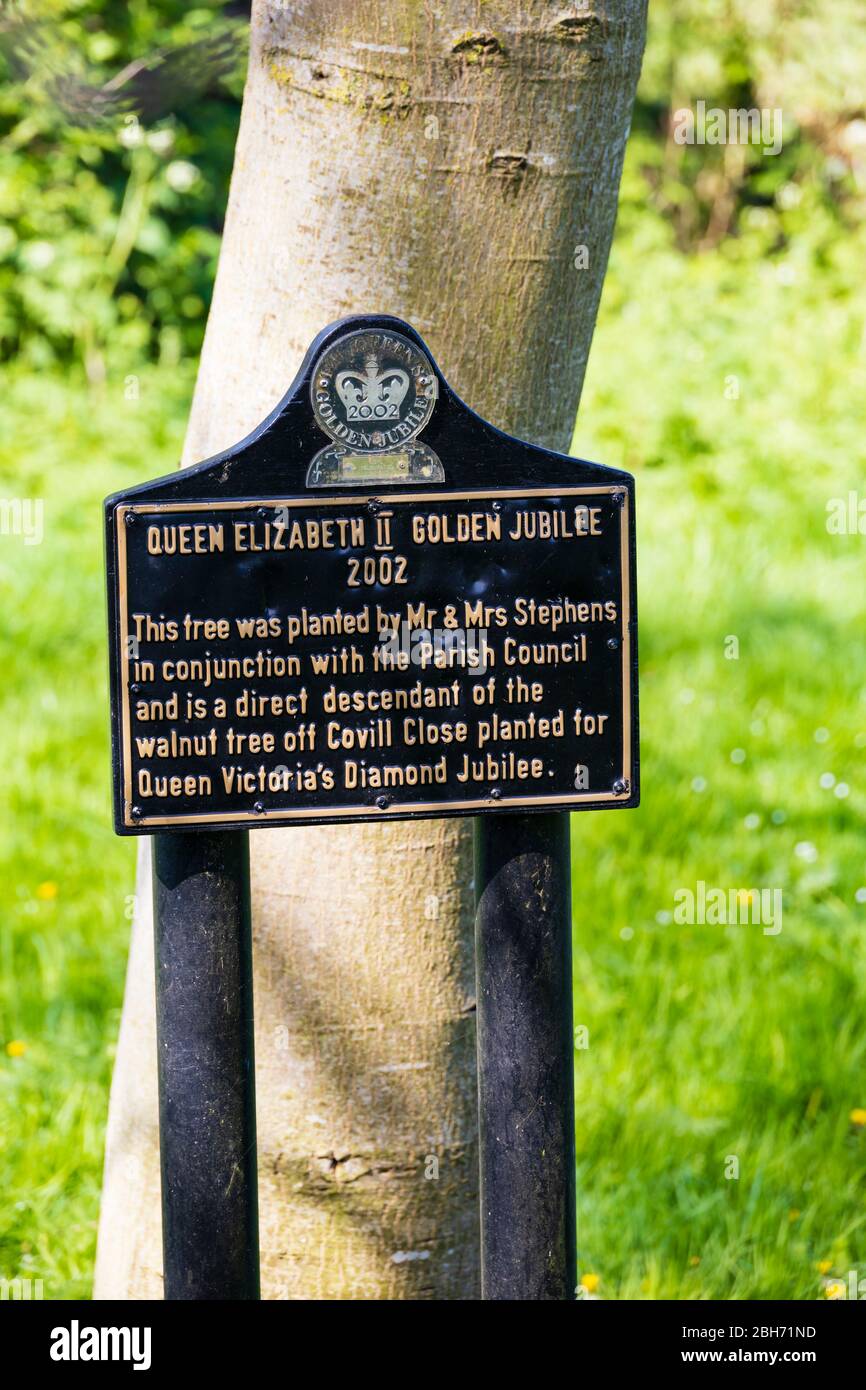 Nogal plantado en reconocimiento a la Reina Isabel II Jubileo de Oro 2002, Great Gonerby, Grantham, Lincolnshire, Inglaterra. El árbol es un des directo Foto de stock