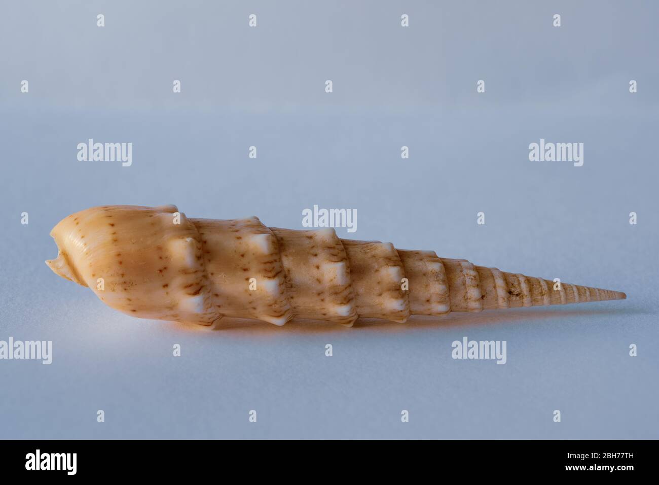 Sinfín de Crenulata. Carcasa del sinfín. Terebra Crenulata L. Pacific Seashell Foto de stock