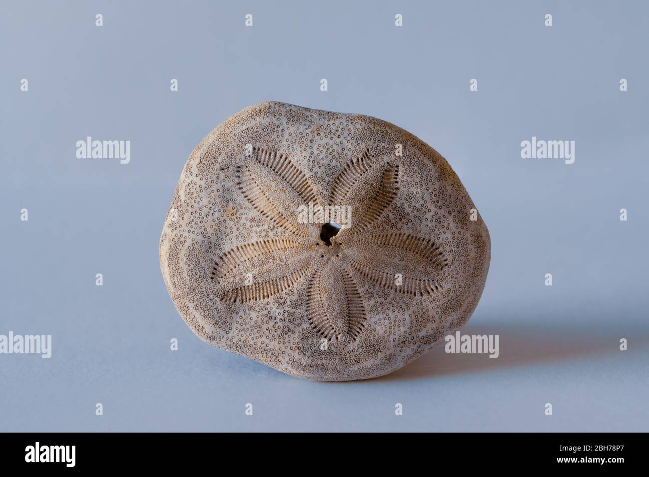 Dólar de arena. Echinodermia. Pacific Seashell Foto de stock