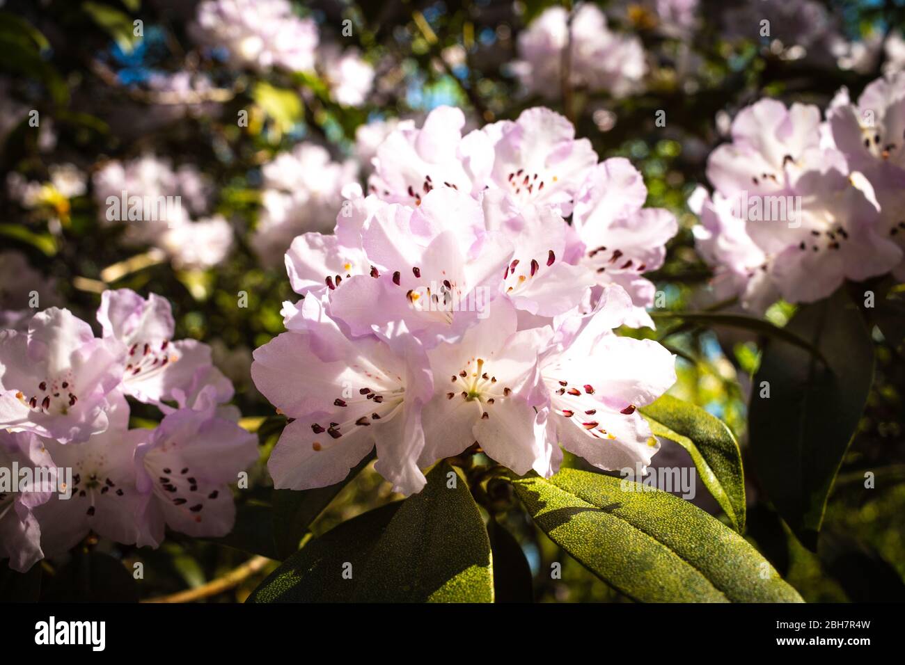 Rododendros Rosa Flores en un bosque Foto de stock