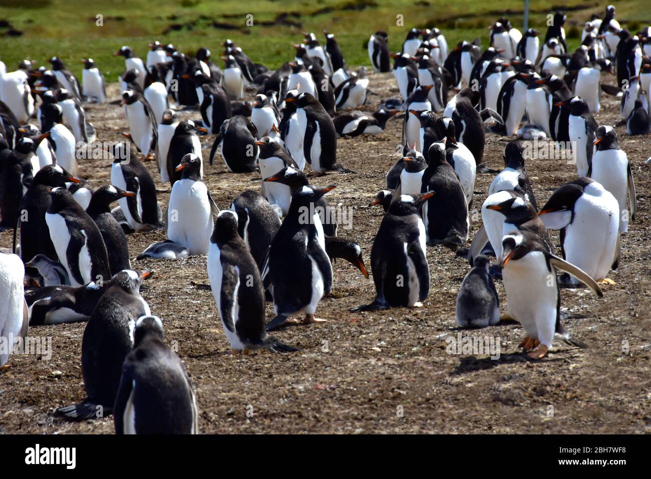 Colonia de pingüinos Gentoo en Volunteer Point, Isla Malvinas. Foto de stock