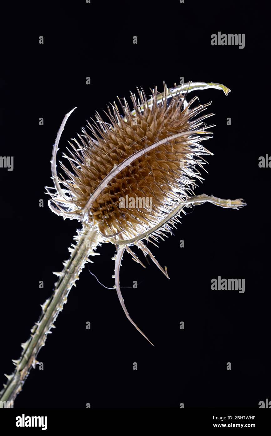 Cabezal de semillas de cucharadita (Dipsacus) Foto de stock