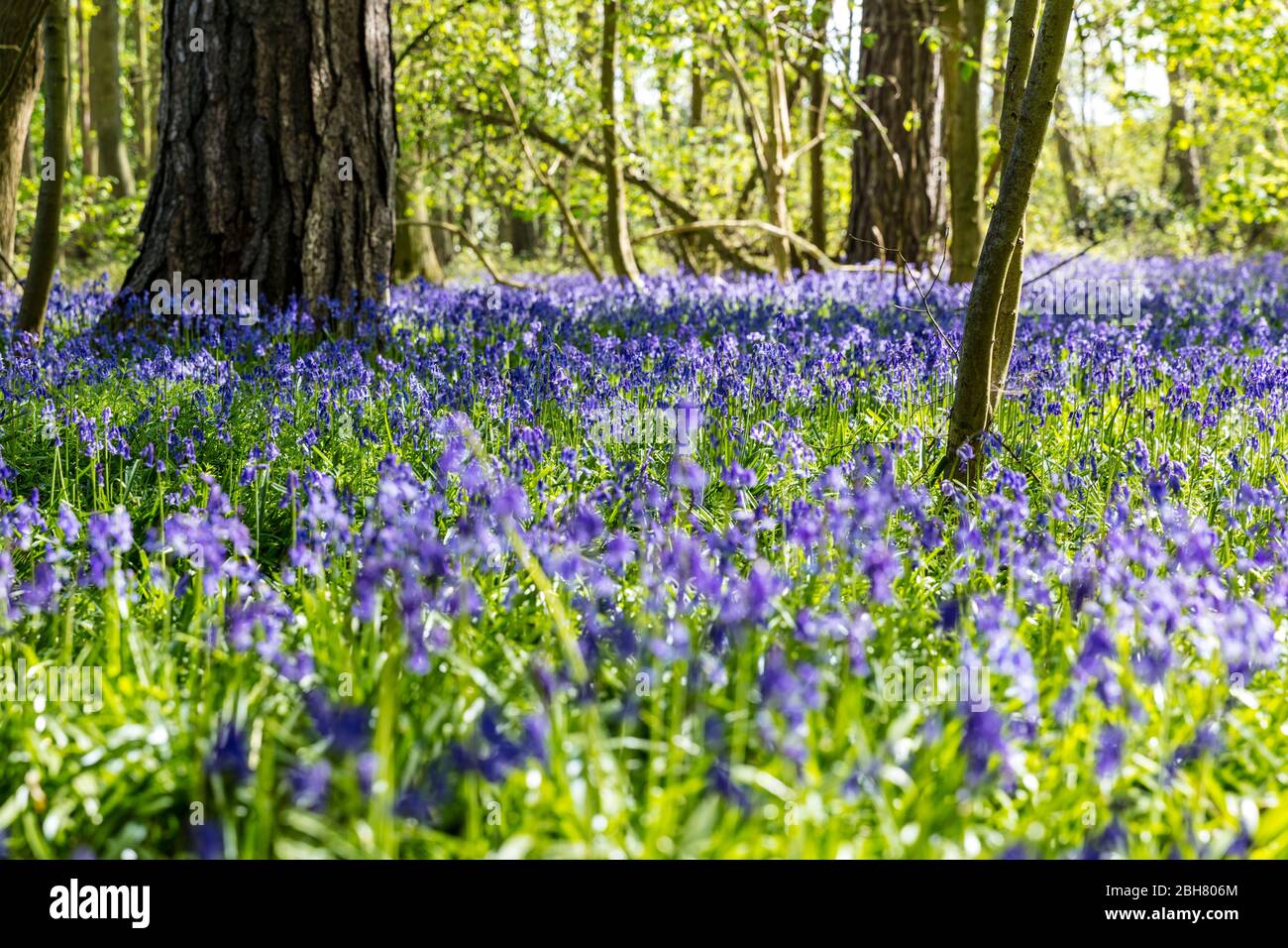 Bluebells, flores Bluebell, bosques de Bluebell, Hyacintoides non-scripta, Reino Unido Inglaterra, madera de Bluebell, bosques, arándanos, flores, escena, vista, Foto de stock