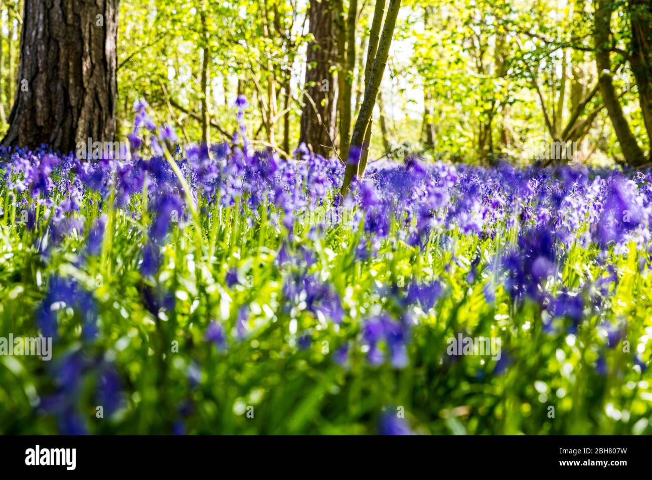 Bluebells, flores Bluebell, bosques de Bluebell, Hyacintoides non-scripta, Reino Unido Inglaterra, madera de Bluebell, bosques, arándanos, flores, escena, vista, Foto de stock