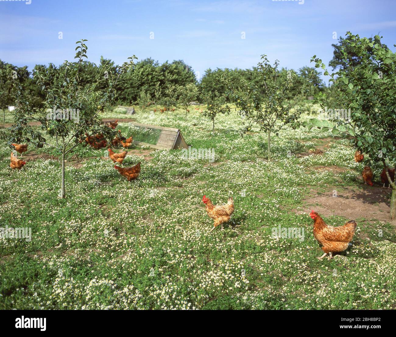 Pollos de granja en la granja avícola, Hampshire, Inglaterra, Reino Unido Foto de stock