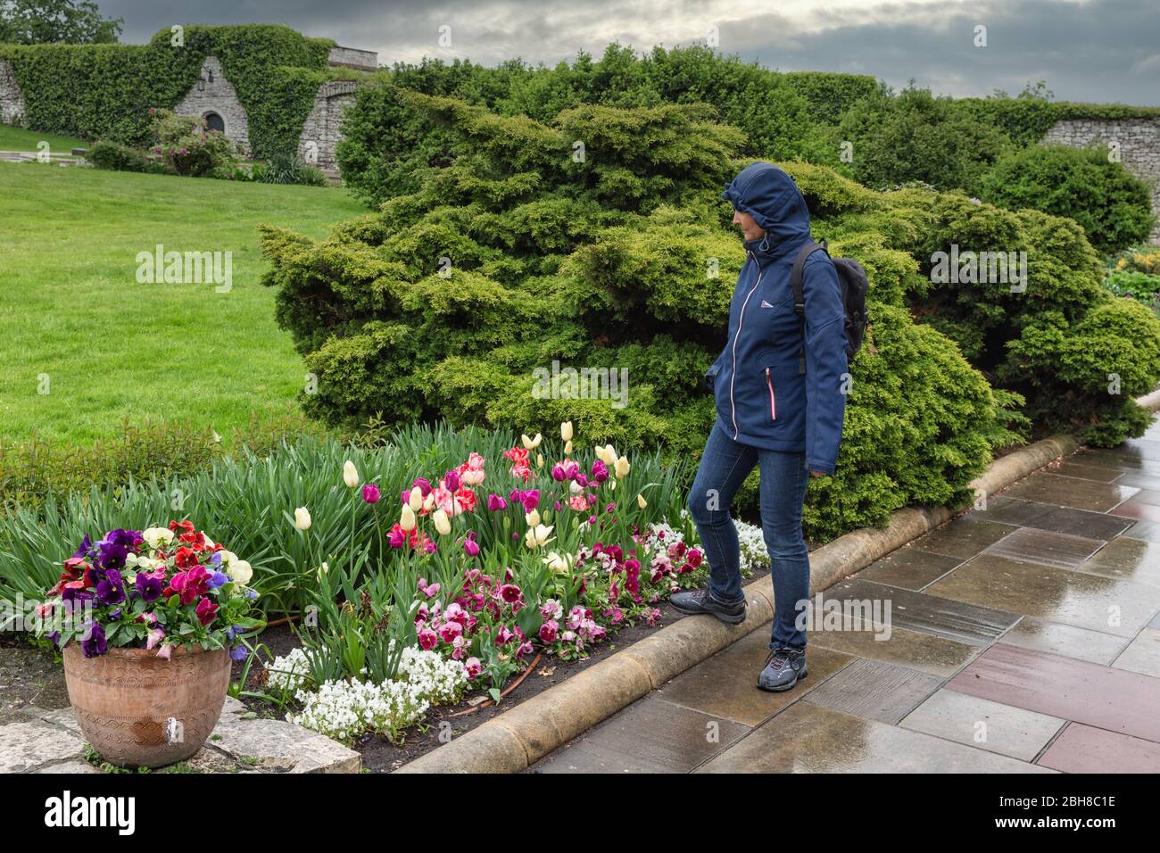 Mujer en el impermeable buscando tulipar flores en tiempo lluvioso Foto de stock