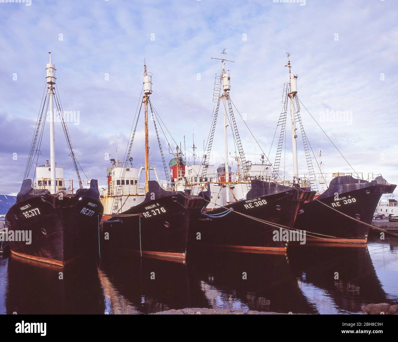 Barcos de pesca islandeses en el puerto, Reykjavik, República de Islandia Foto de stock