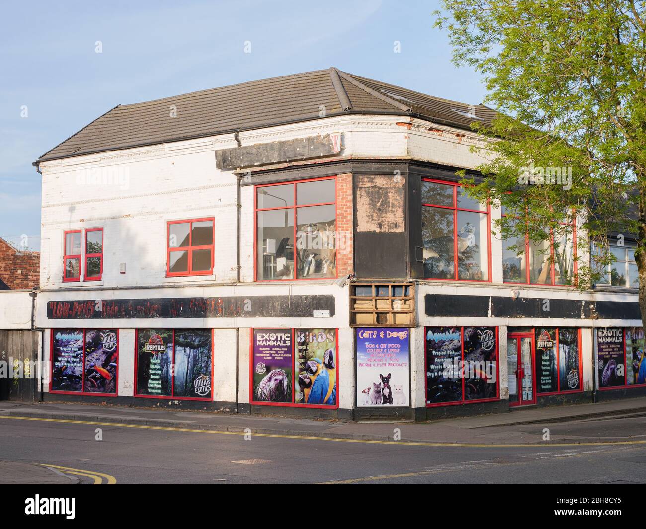 KIRKBY EN ASHFIELD, INGLATERRA - ABRIL 24: Reino Unido acuático, exóticos y domésticos animales/tienda de mascotas. En Kirkby en Ashfield, Nottinghamshire, Inglaterra. En el 24th AP Foto de stock