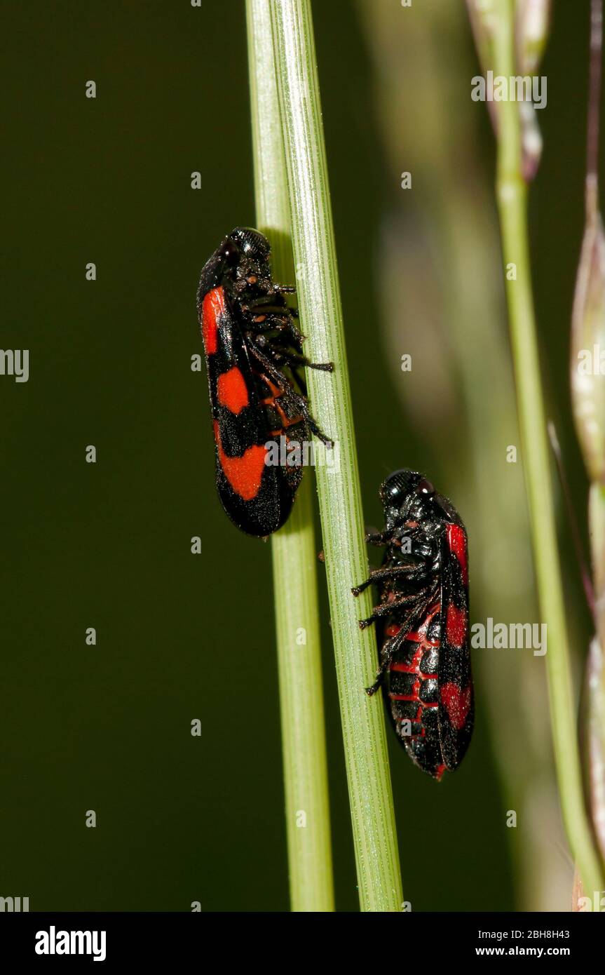 Froghoppers, Cercopoidea, sobre hojas de hierba, dos animales, Baviera, Alemania Foto de stock