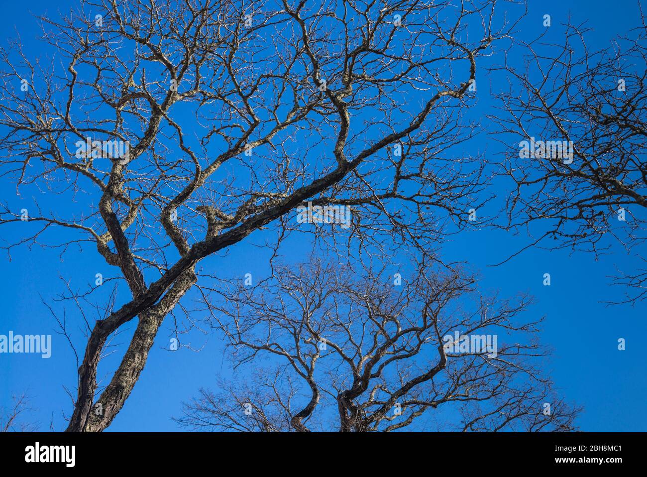 Los Estados Unidos, Nueva Inglaterra, Massachusetts, Nantucket Island, Ciudad de Nantucket, árboles desnudos de invierno Foto de stock