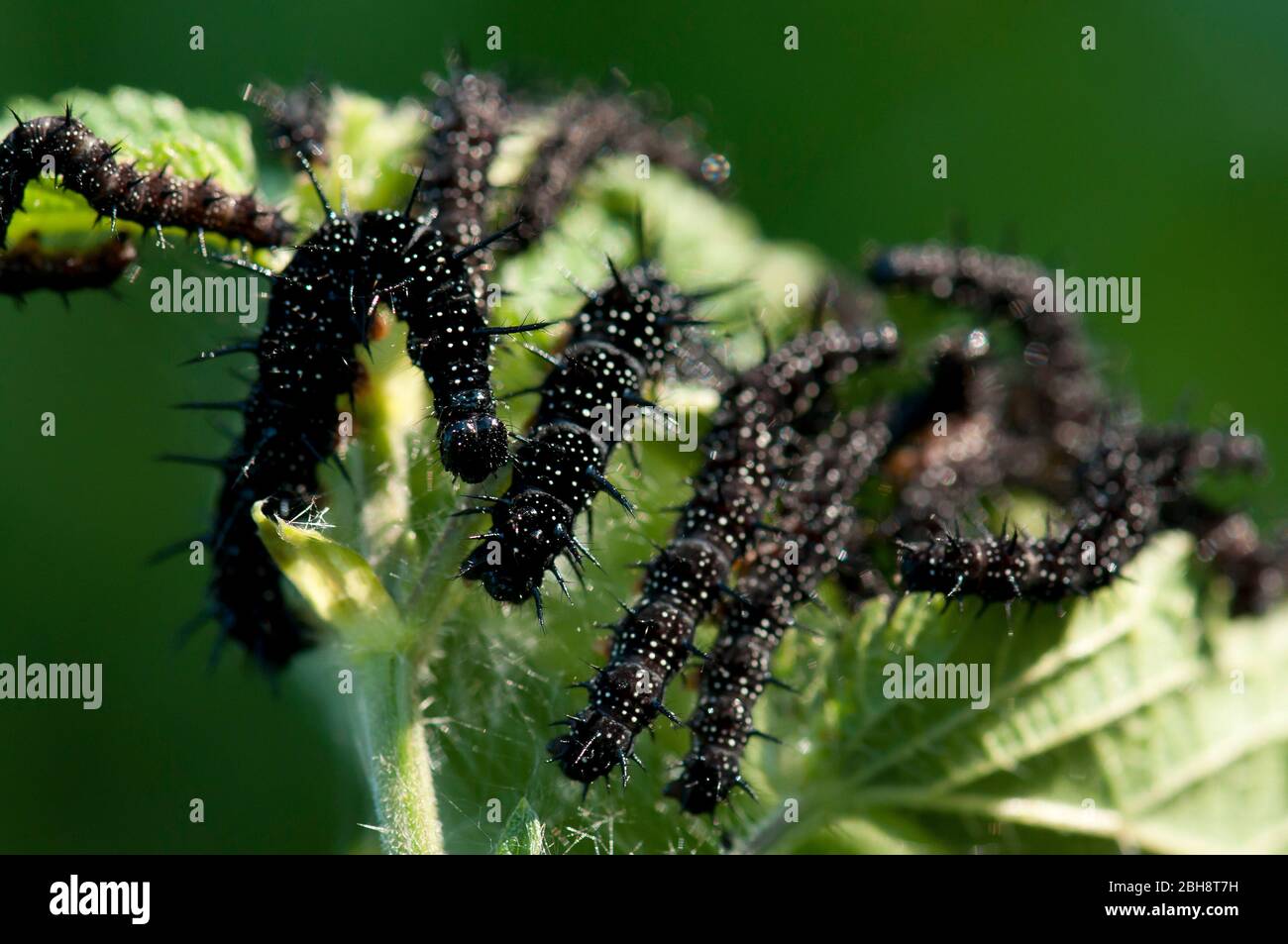 Orugas de la mariposa de pavo real, Aglais io, Inachis io, Nymphalis io, en ortiga, Baviera, Alemania Foto de stock