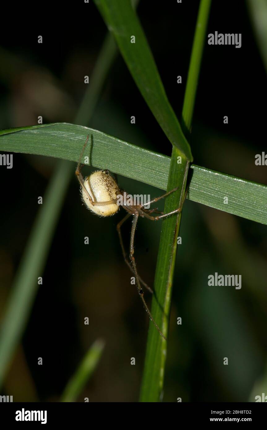 Araña Orb, Enoplognatha ovata, arrastrándose sobre una hoja, Baviera, Alemania Foto de stock