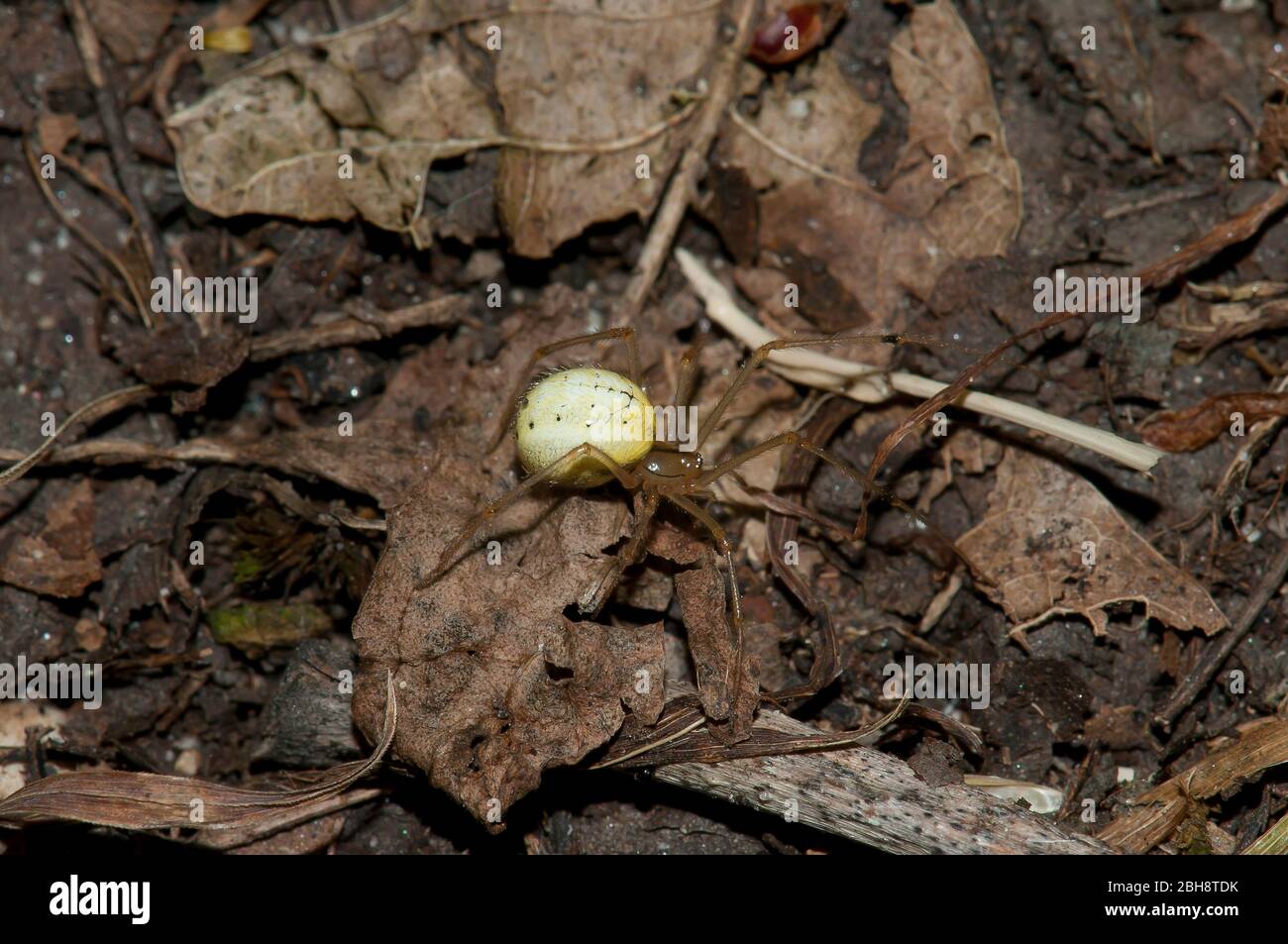 Araña Orb, Enoplognatha ovata, arrastrándose en el suelo, Baviera, Alemania Foto de stock