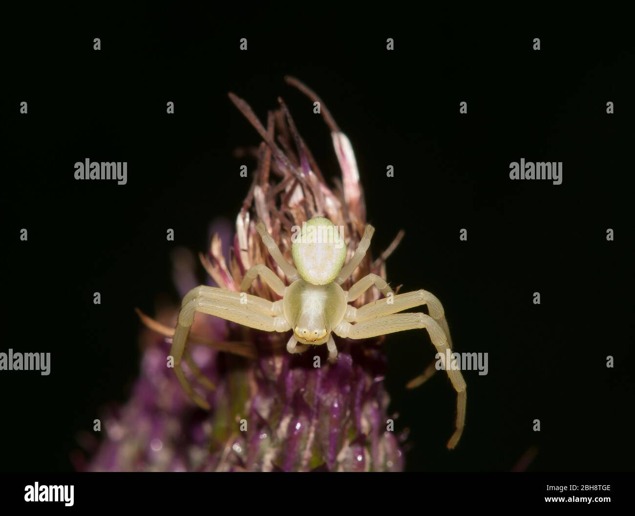 Araña de cangrejo de flores, Misumena vatia, en posición defensiva, sentada sobre cardo púrpura, Baviera, Alemania Foto de stock