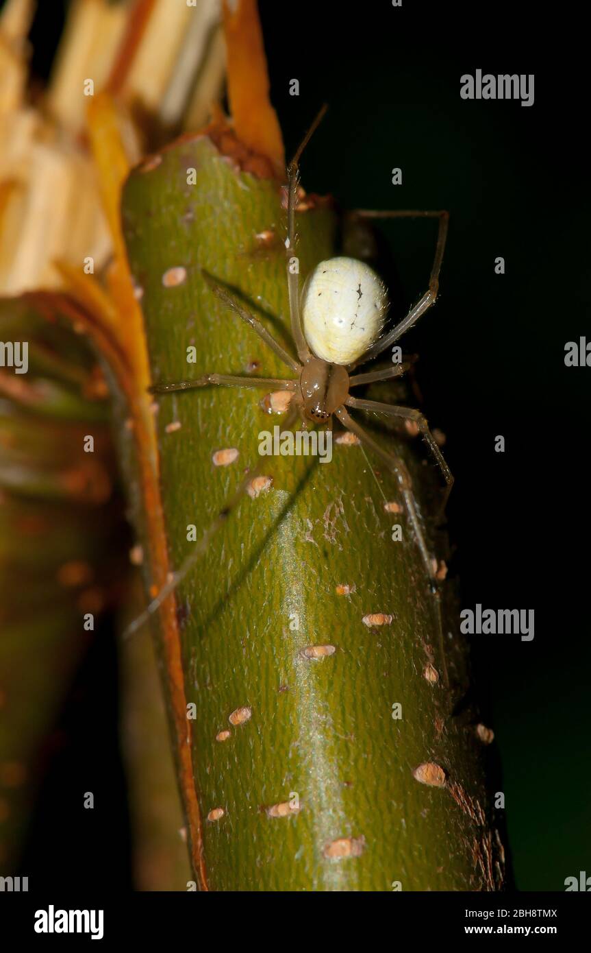 Araña Orb, Enoplognatha ovata, trepando en rama, Baviera, Alemania Foto de stock