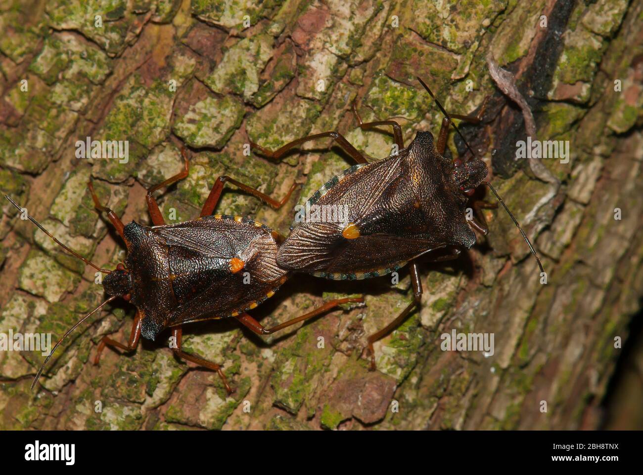 Insectos de patas rojas, Pentatoma rufipes, pareado, Baviera, Alemania Foto de stock