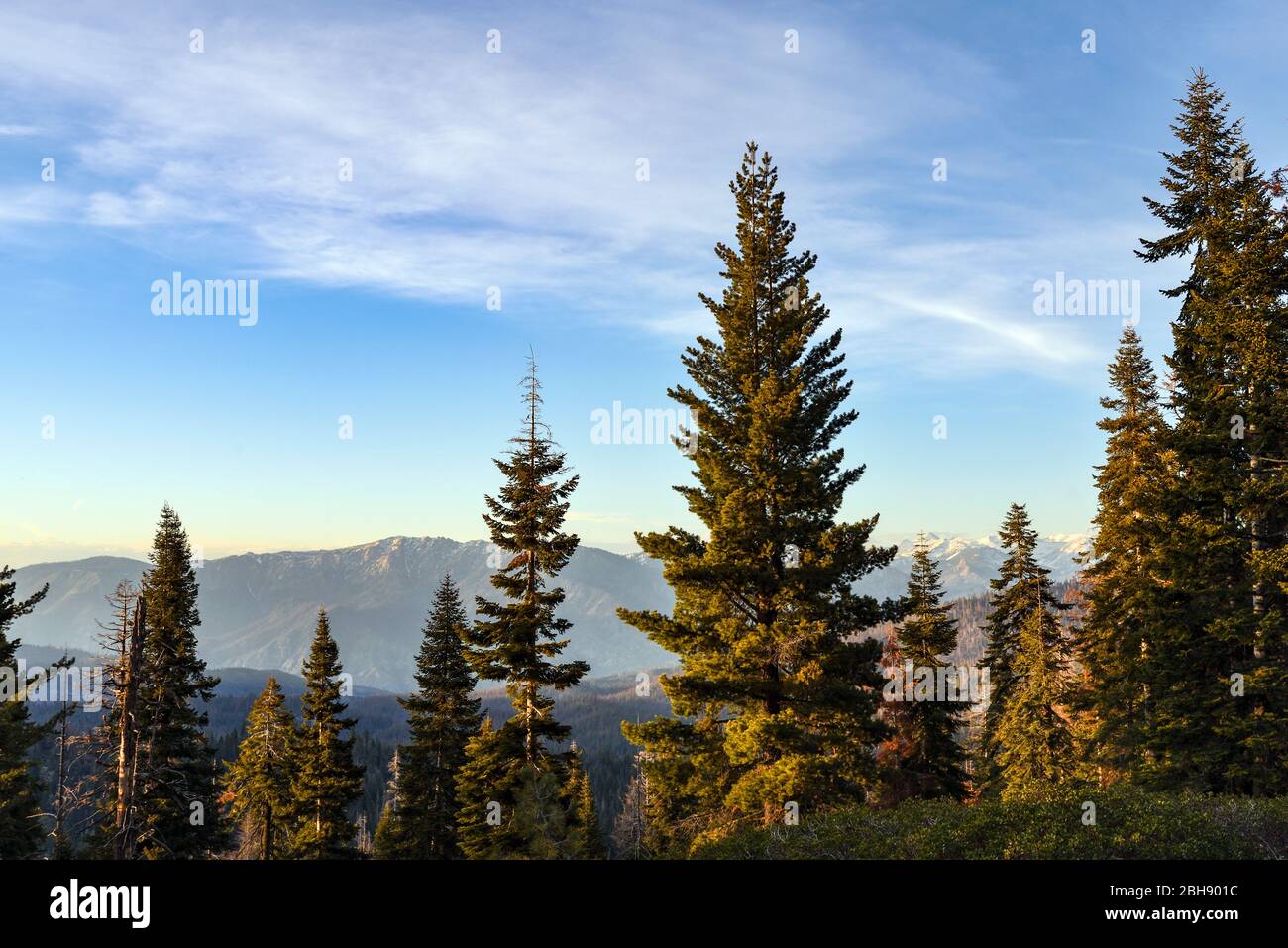 Estados Unidos, Kalifornien, Blick in die Ferne im Kings-Canyon Nationalpark, mächtige Bäume im Vordergrund, schneebedeckte Gipfel im Hintergrund Foto de stock