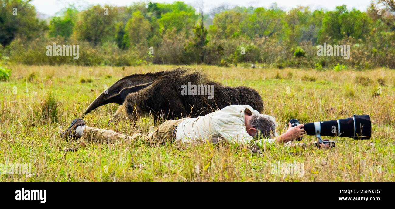 Hormiguero gigante (Myrmecophaga tridactyla) y no hombre dormido, Pantanal, Brasil Foto de stock