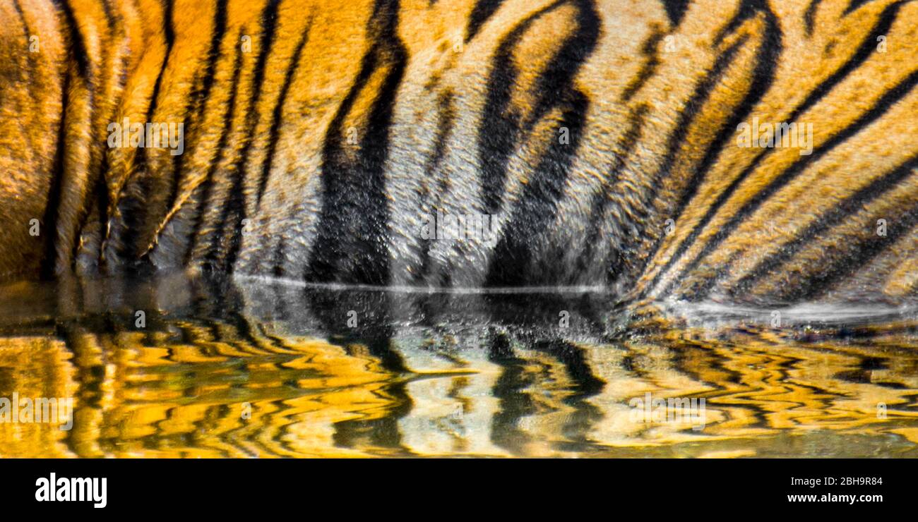 Rayas de tigre que reflejan en el agua, India Foto de stock