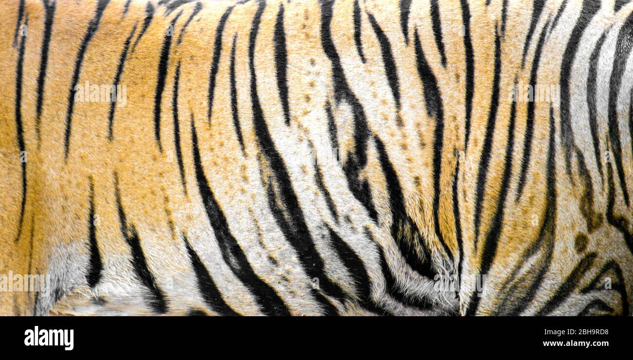 Primer plano de piel de tigre de Bengala, India Foto de stock