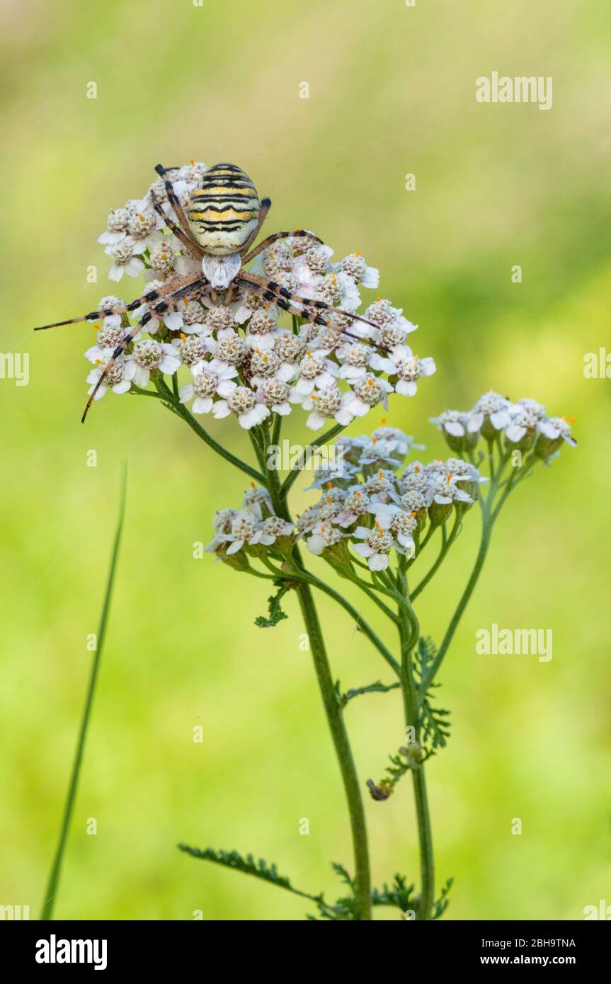 Araña avispa, Argiope bruennichi, hembra, con señal sobre el umbellifer, Brandeburgo, Alemania Foto de stock